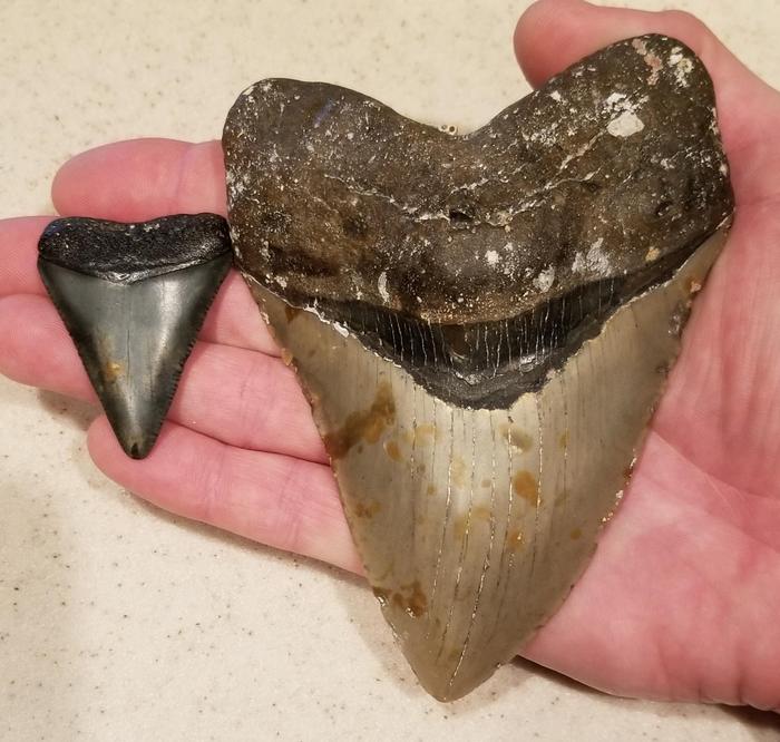 Fossil white shark and megalodon teeth Harry Maisch credit