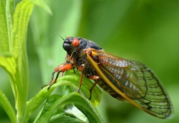 Cicada USDA