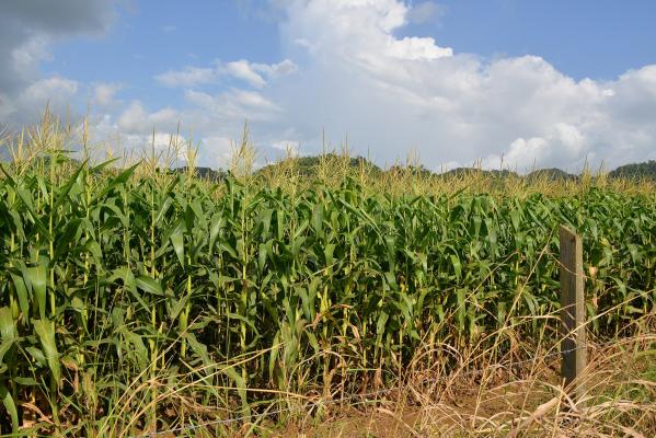 cornfield maizefield wikimedia