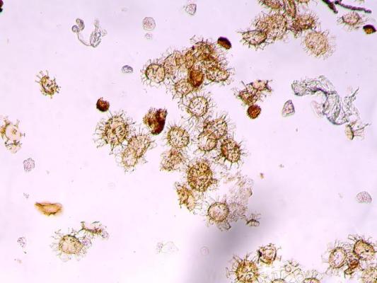 Dinoflagellates Utrecht University credit