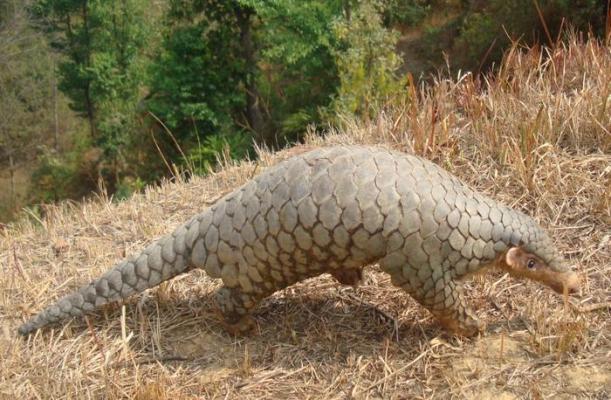 Manis aurita pangolin field museum photo.