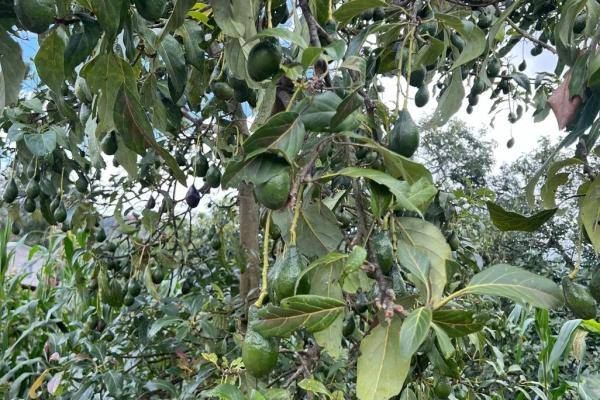 Kevin Wann Photo Avocados in Mexico