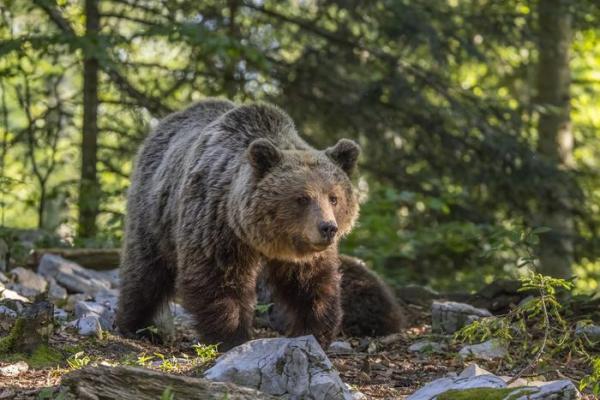Ursus arctos arctos Charles James Sharp credit