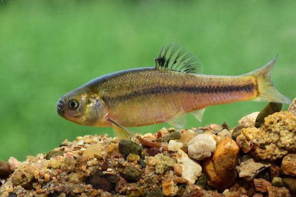 Fathead minnow Pimephelas promelas