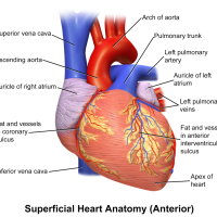Blausen heart diagram Wikimedia commons