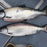 King salmon Nick Longrich Wikimedia