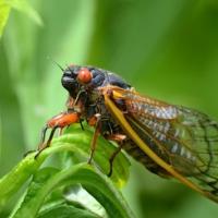 Cicada USDA