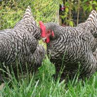 Plymouth Rock chickens wikimedia