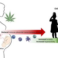 Prenatal cannabis