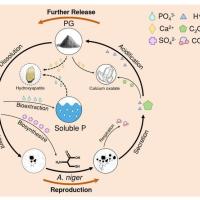 Aspergillum Shenyang Agricultural University