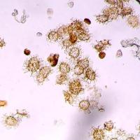 Dinoflagellates Utrecht University credit