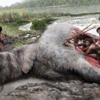 Neanderthal slaughter elephants