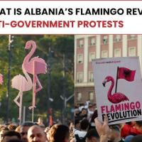 Flamingo Revolution of Albania