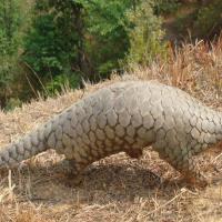Manis aurita pangolin field museum photo.