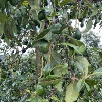 Kevin Wann Photo Avocados in Mexico