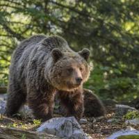 Ursus arctos arctos Charles James Sharp credit