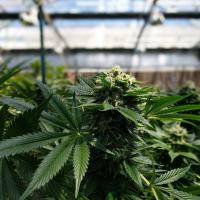 Cannabis creative commons