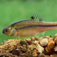 Fathead minnow Pimephelas promelas
