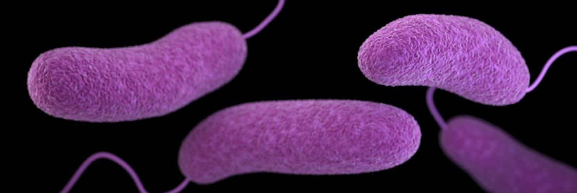 Vibrio microrganisms CDC 