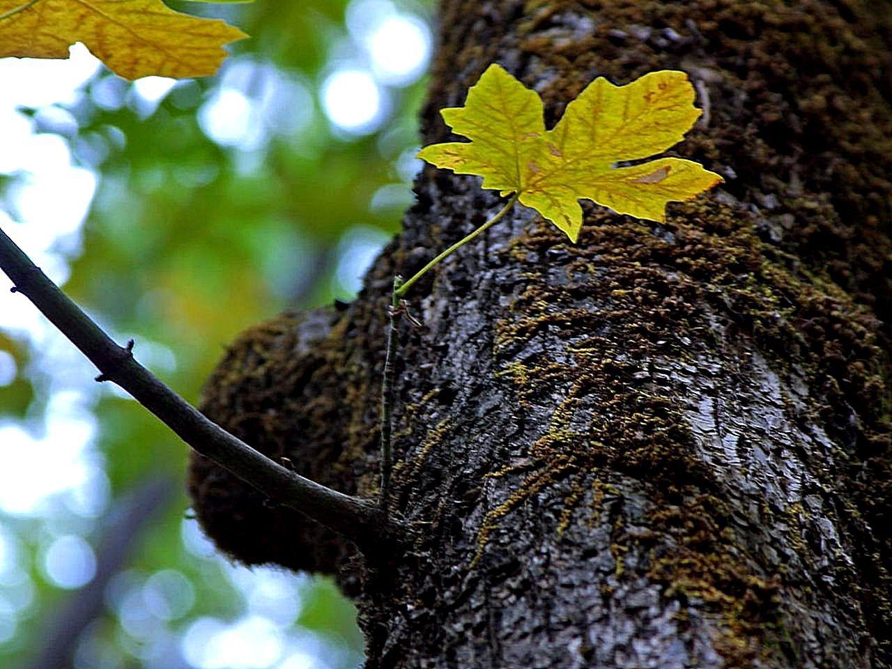 Oak tree Wikimedia commons