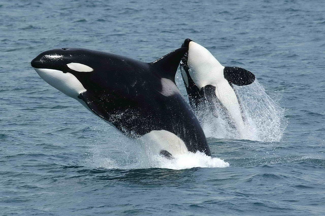 Orcas leaping Wikimedia