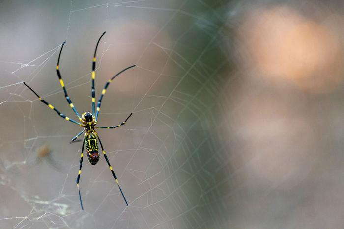 Trichonephila clavata UGA photo Dorothy Kozlowski