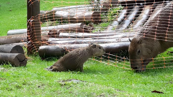 Rabies infected capybara Fundacio Florestal photo