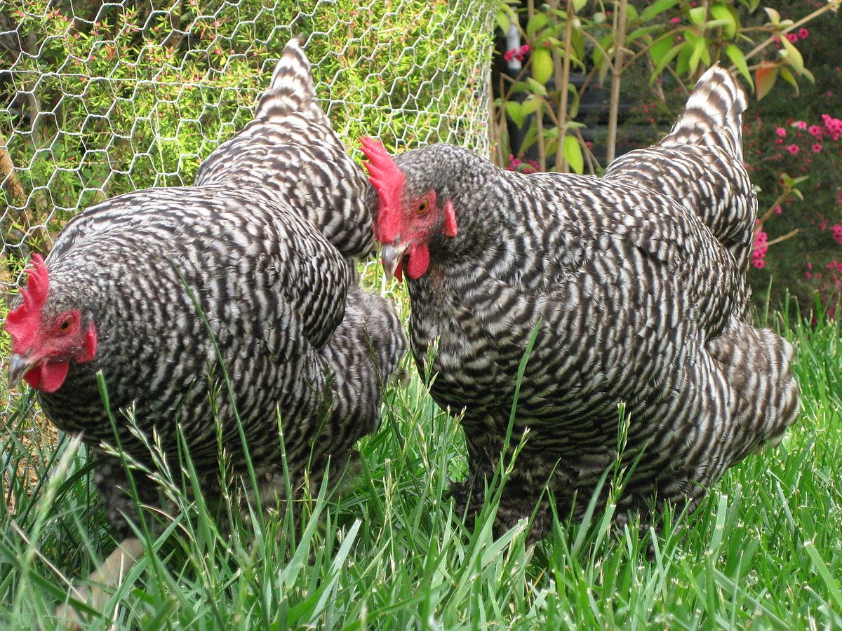 Plymouth Rock chickens wikimedia