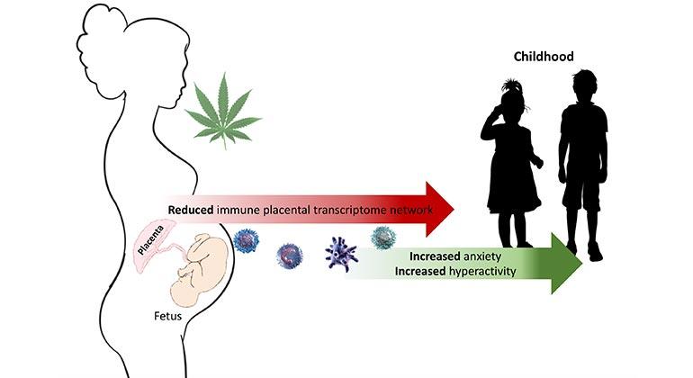 Prenatal cannabis