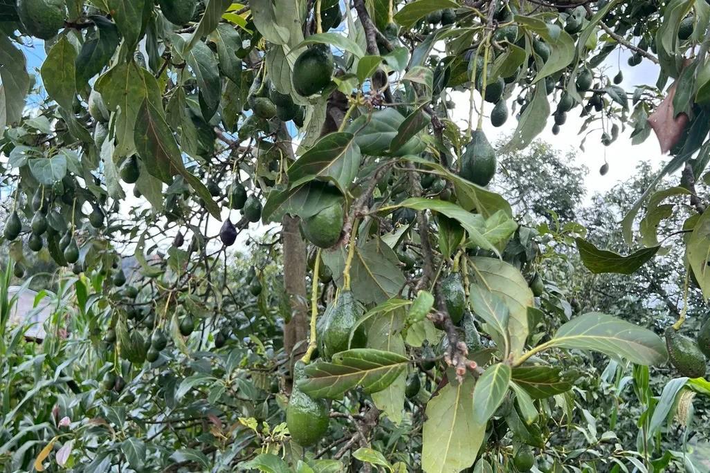 Kevin Wann Photo Avocados in Mexico