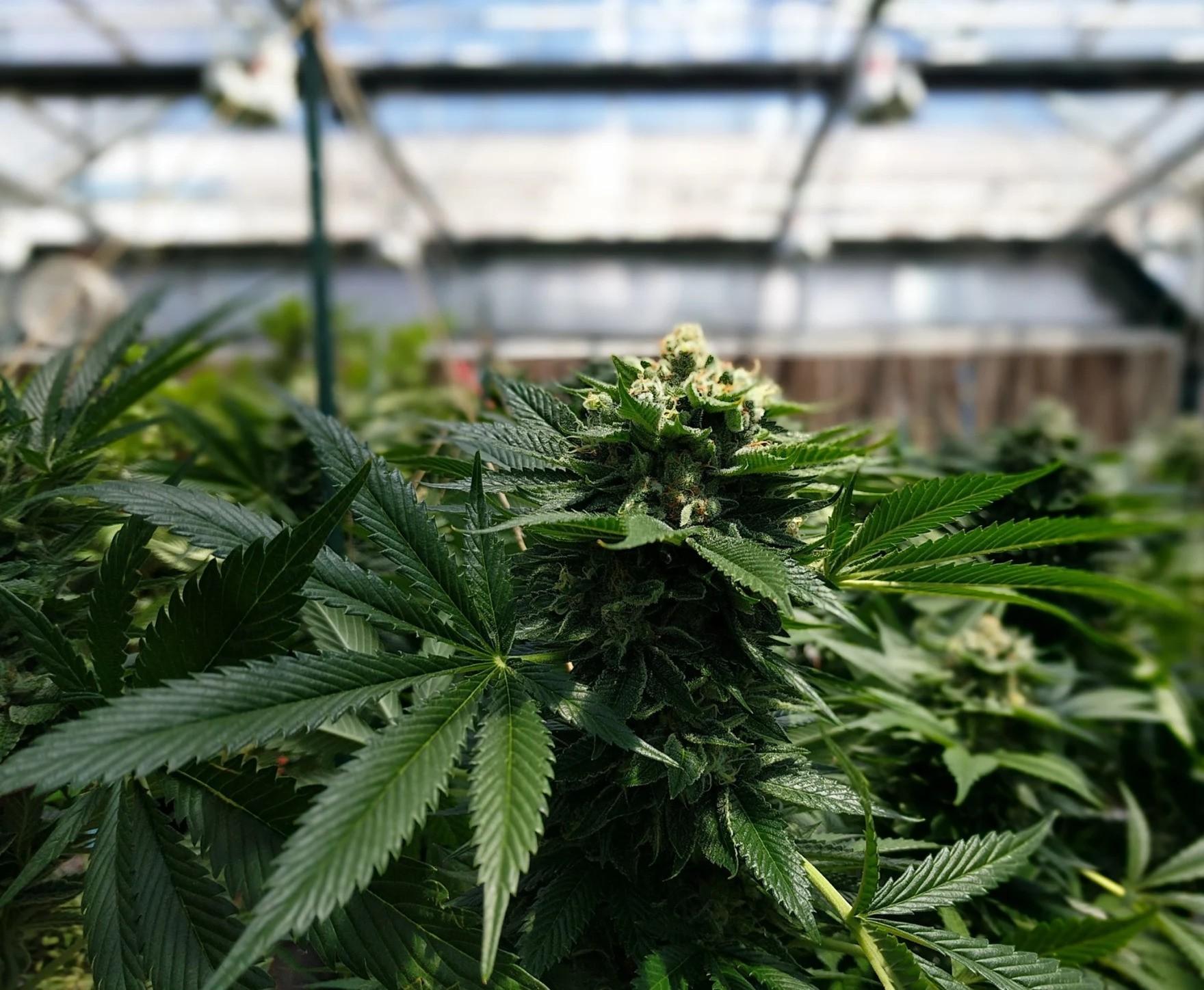 Cannabis creative commons